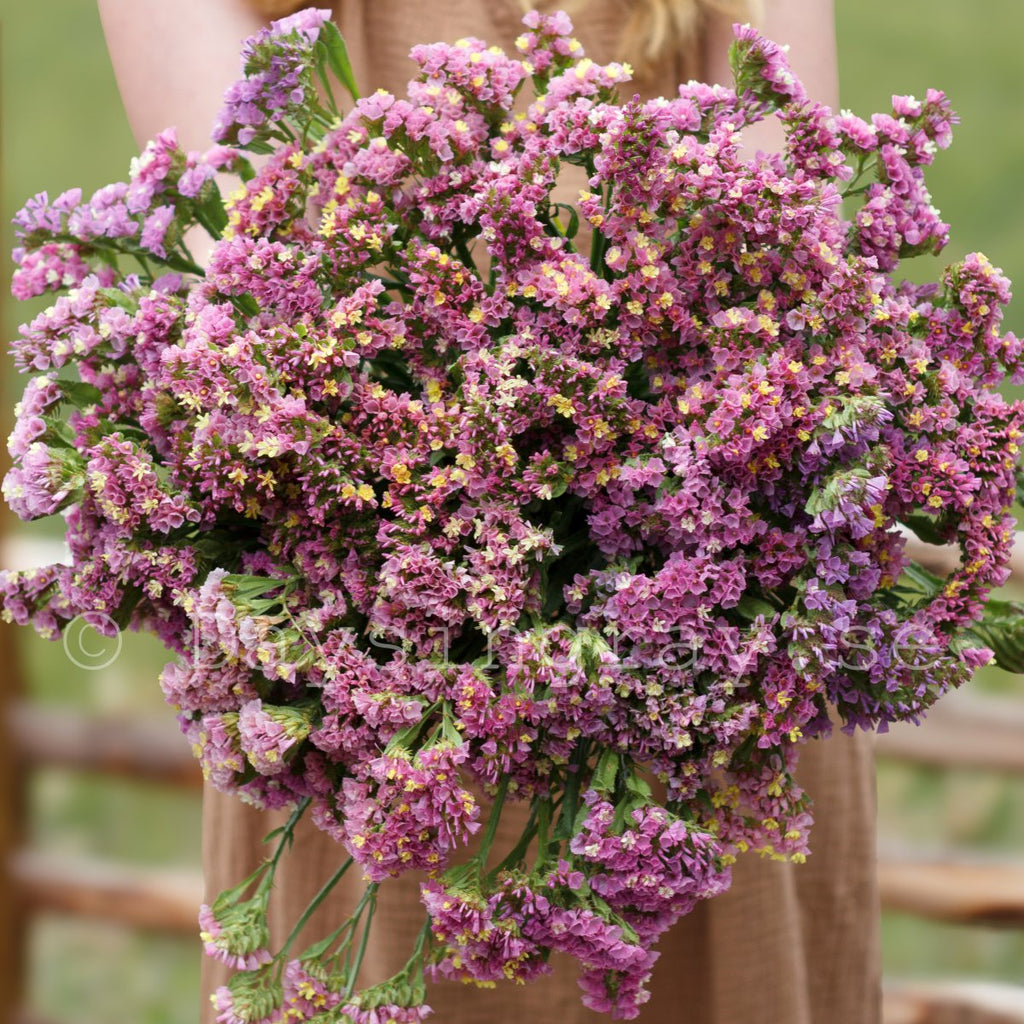 Limonium Sinuatum Statice Seeds - Heirloom Flower Garden Seeds for Growing