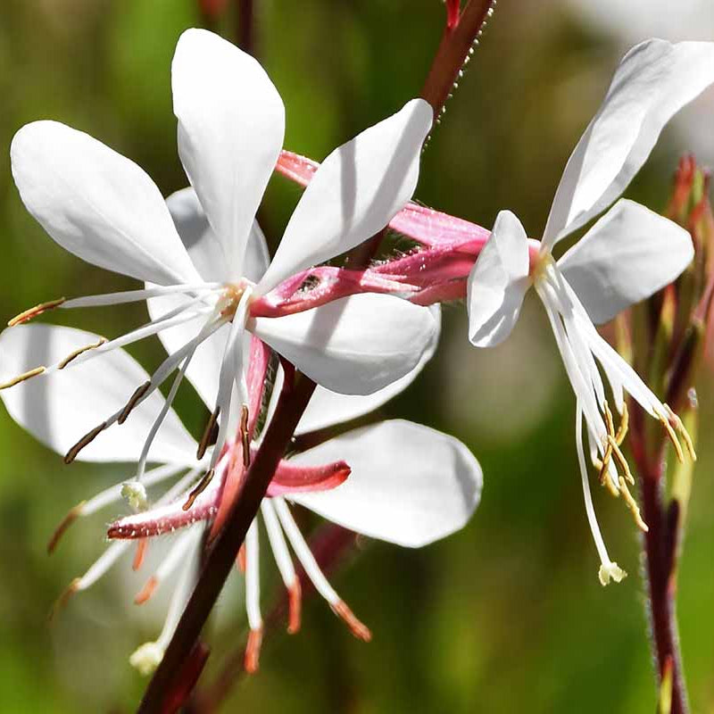 Lindheimeri Gaura Seeds - Heirloom Flower Garden Seeds for Growing