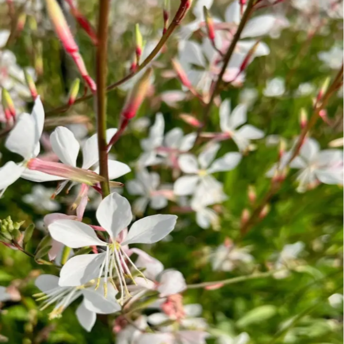 Lindheimeri Gaura Seeds - Heirloom Flower Garden Seeds for Growing