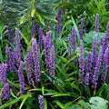 Liriope Seeds for Planting 