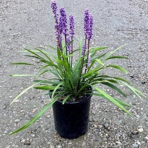 Liriope Seeds for Planting 