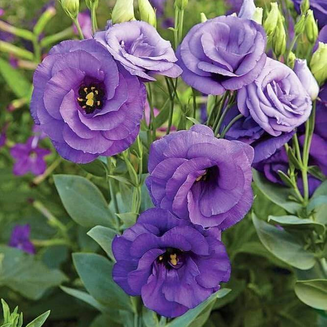 Lisianthus Seeds - Heirloom Flower Garden Seeds for Growing