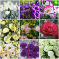 Lisianthus Seeds - Mixed Garden Seeds for Growing