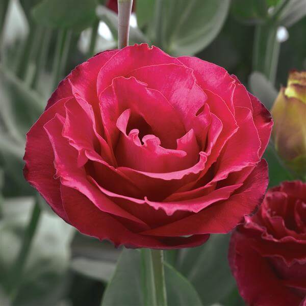 Lisianthus Seeds - Mixed Garden Seeds for Growing