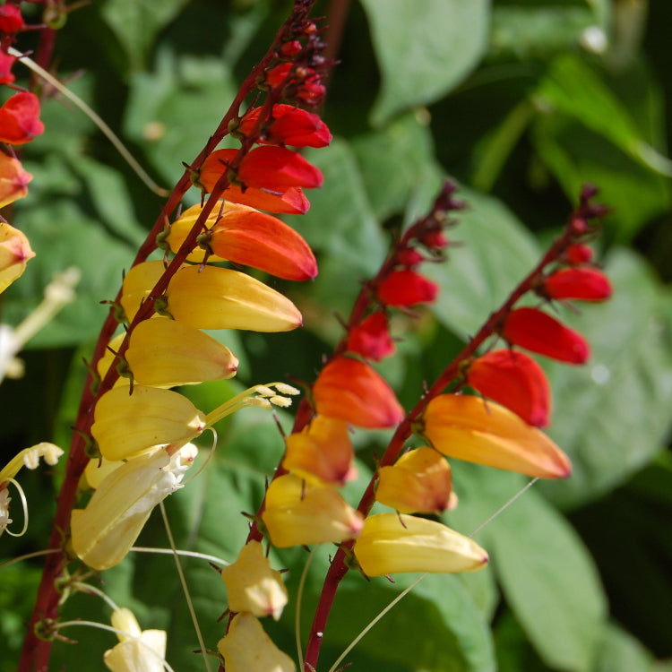 Lobata Ipomoea Seeds - Heirloom Flower Garden Seeds for Growing