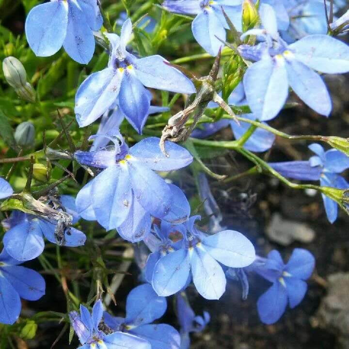 Lobelia Erinus Seeds - Heirloom Flower Garden Seeds for Growing