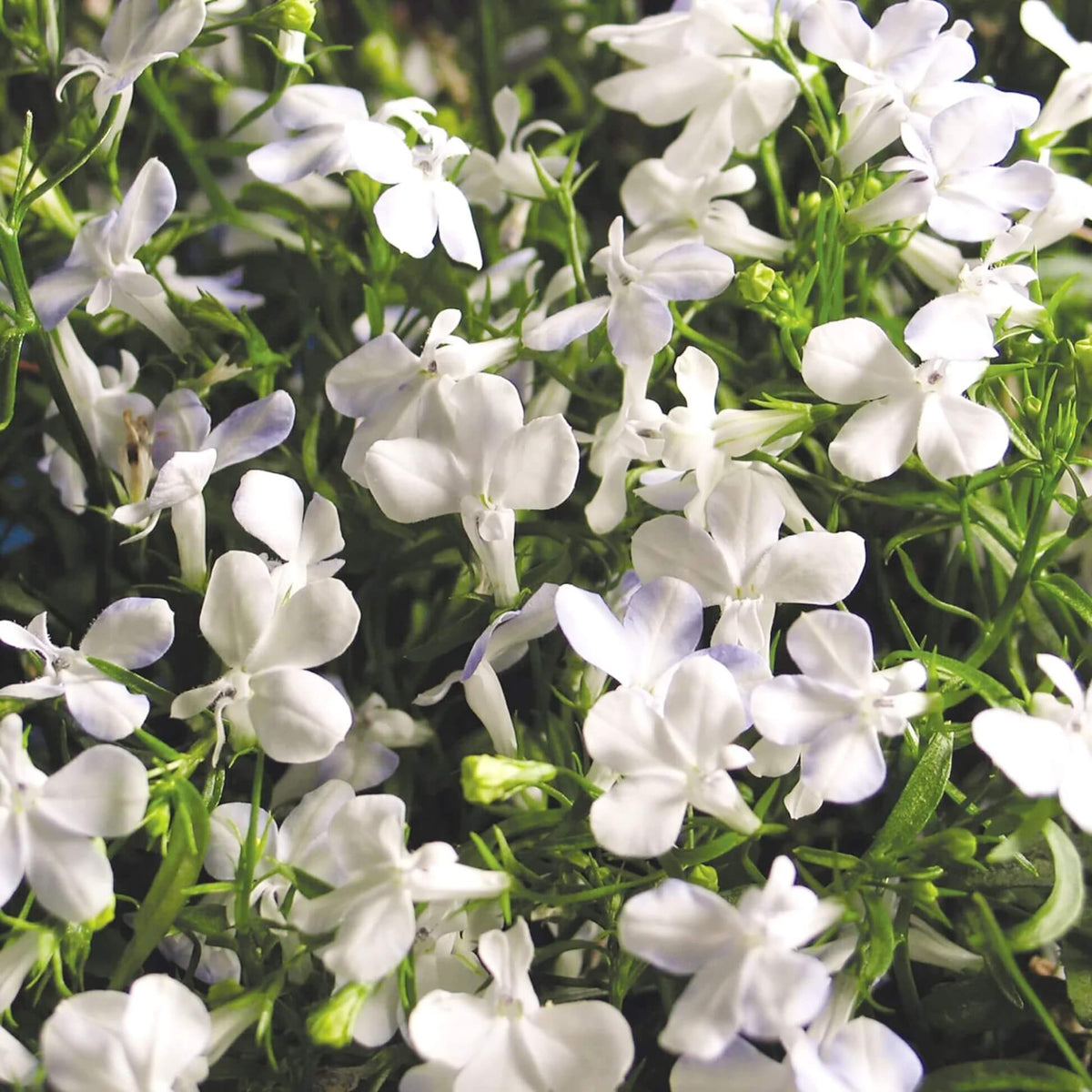 Lobelia Erinus Seeds - Heirloom Flower Garden Seeds for Growing