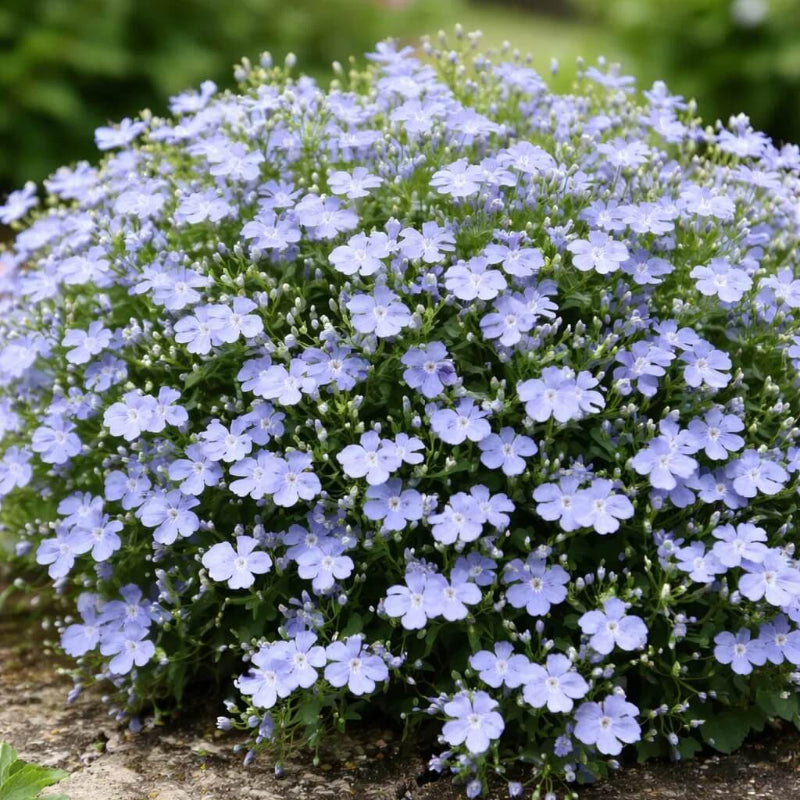 Lobelia Erinus Seeds - Heirloom Flower Garden Seeds for Growing