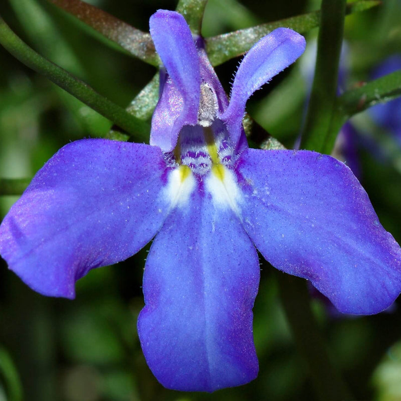 Lobelia Erinus Seeds - Heirloom Flower Garden Seeds for Growing