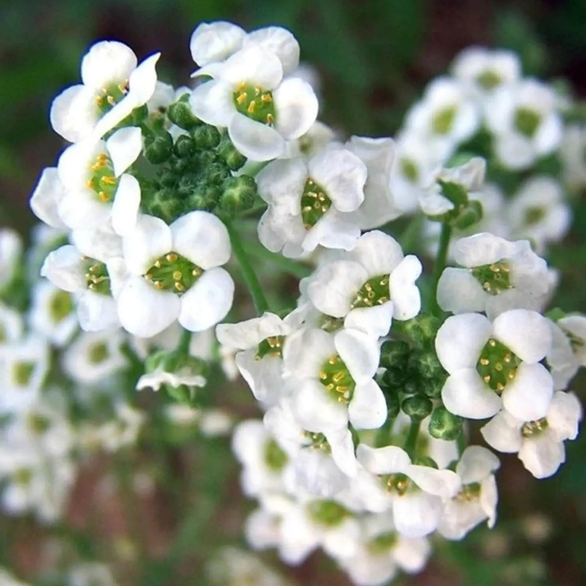 Lobularia maritima Alyssum Seeds - Heirloom Flower Garden Seeds for Growing