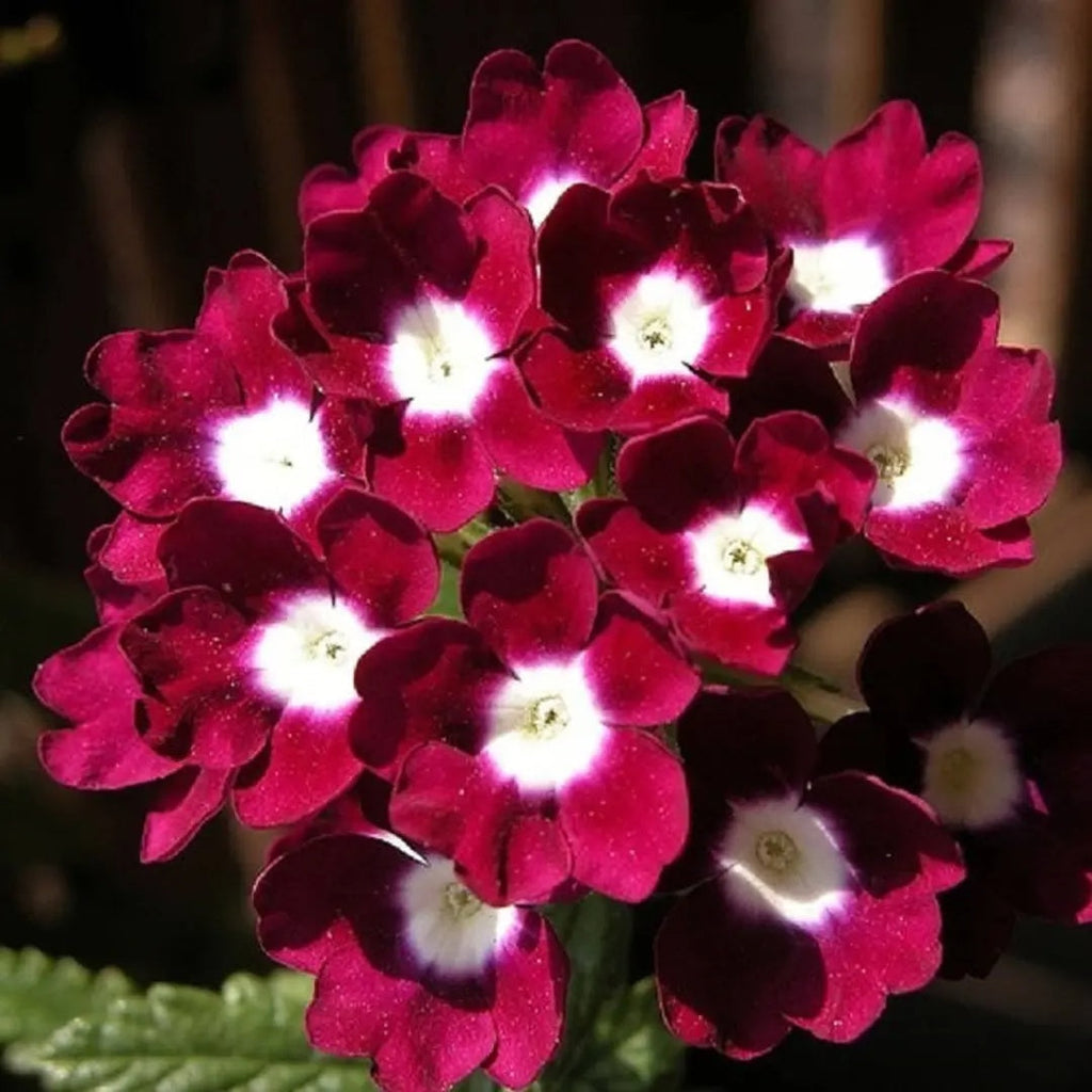 Logro Burgundy Verbena Seeds - Heirloom Flower Garden Seeds for Growing