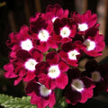 Logro Burgundy Verbena Seeds - Heirloom Flower Garden Seeds for Growing