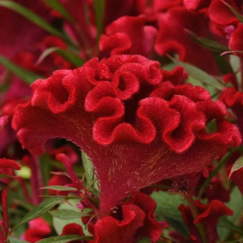 Long Bloom Season Celosia Seeds - Heirloom Flower Garden Seeds for Growing