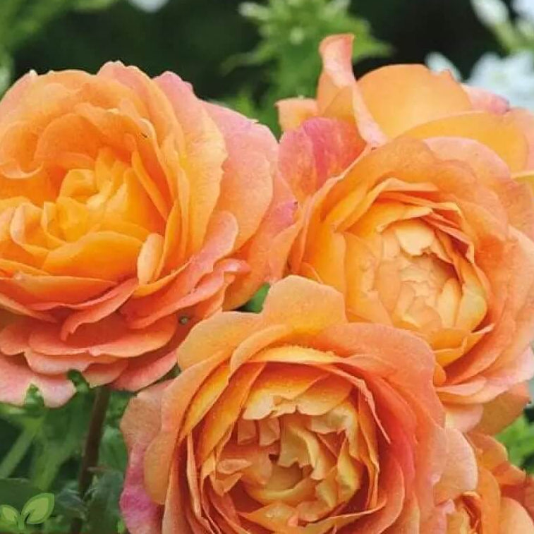 Lotus Orange Rose Seeds - Heirloom Flower Garden Seeds for Growing