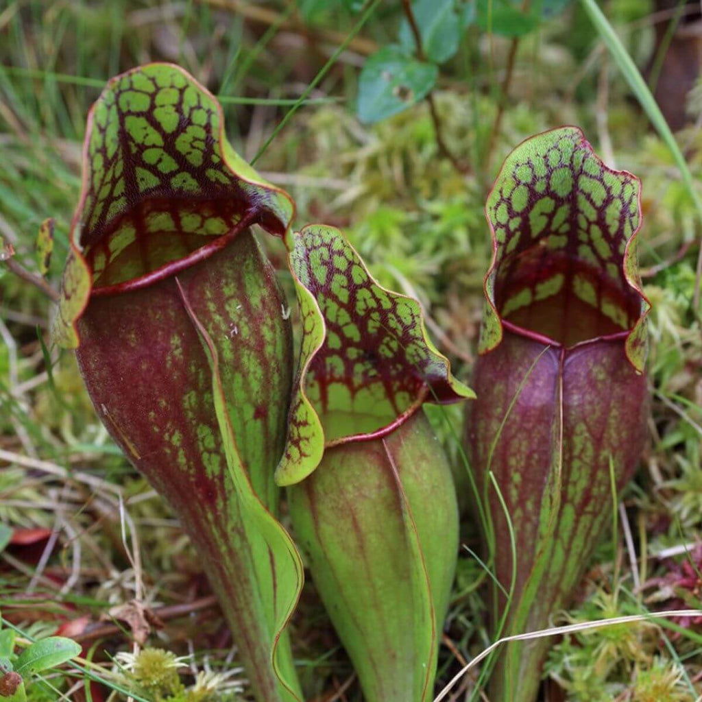 Lovely Pitcher Plant Seeds - Heirloom Flower Garden Seeds for Growing