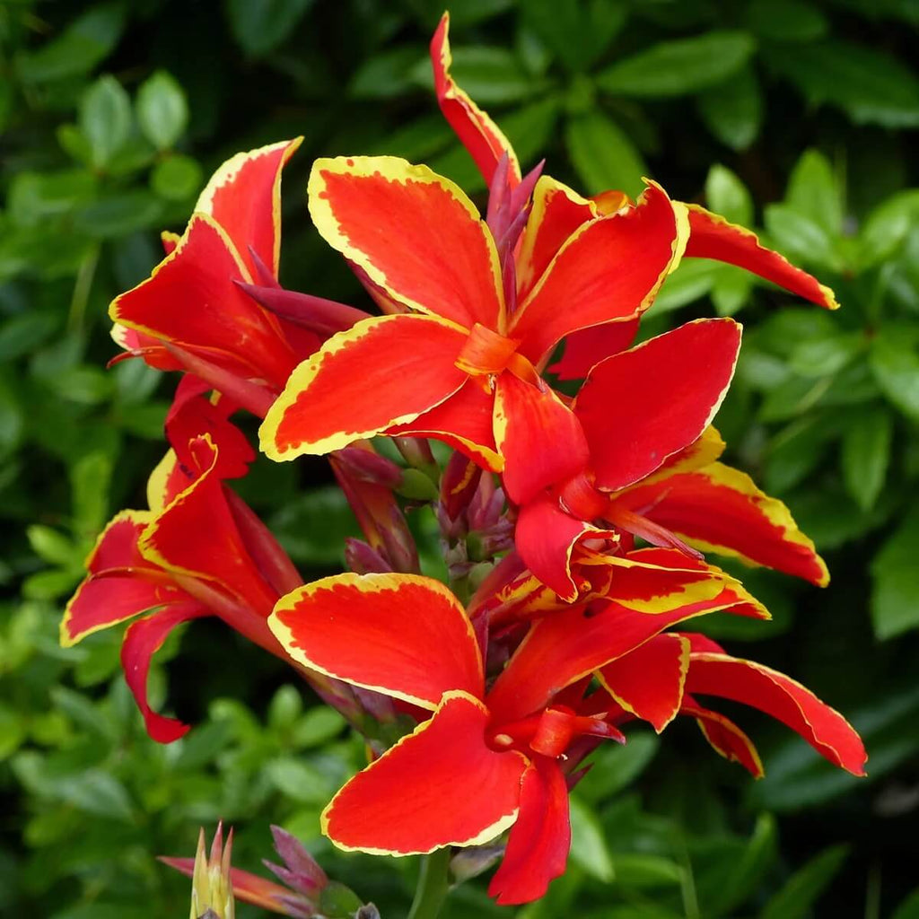 Lucifer Canna Seeds - Heirloom Flower Garden Seeds for Growing