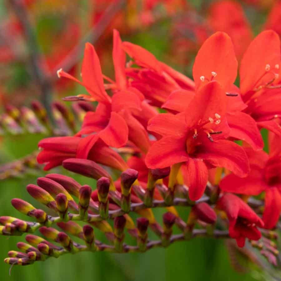 Lucifer Crocosmia Seeds - Heirloom Flower Garden Seeds for Growing