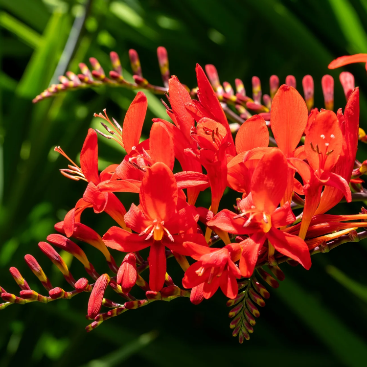 Lucifer Crocosmia Seeds - Heirloom Flower Garden Seeds for Growing