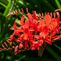 Lucifer Crocosmia Seeds - Heirloom Flower Garden Seeds for Growing