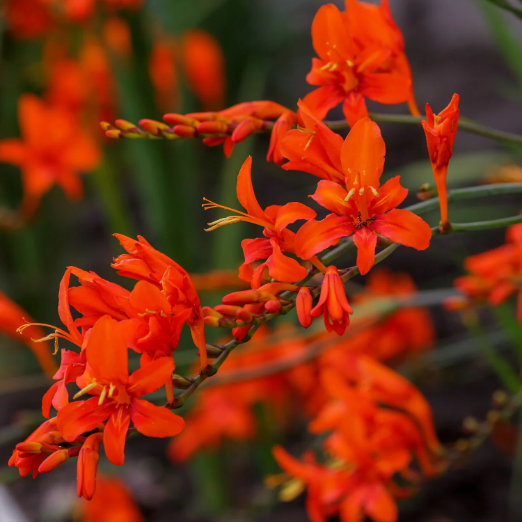 Lucifer Crocosmia Seeds - Heirloom Flower Garden Seeds for Growing
