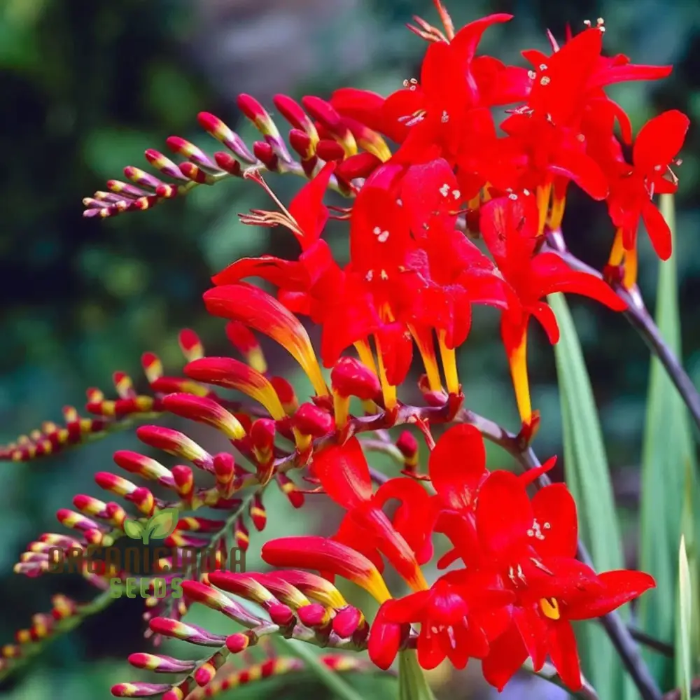 Lucifer Crocosmia Seeds - Heirloom Flower Garden Seeds for Growing