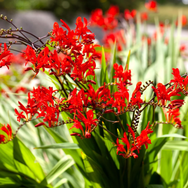 Lucifer Crocosmia Seeds - Heirloom Flower Garden Seeds for Growing