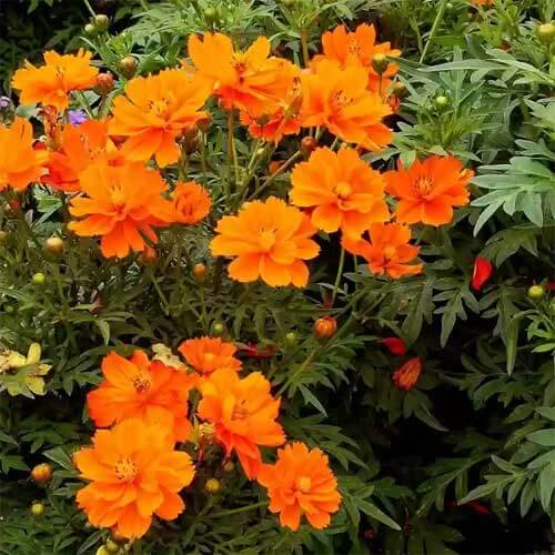 Lucky Ring Cosmos Seeds - Heirloom Flower Garden Seeds for Growing