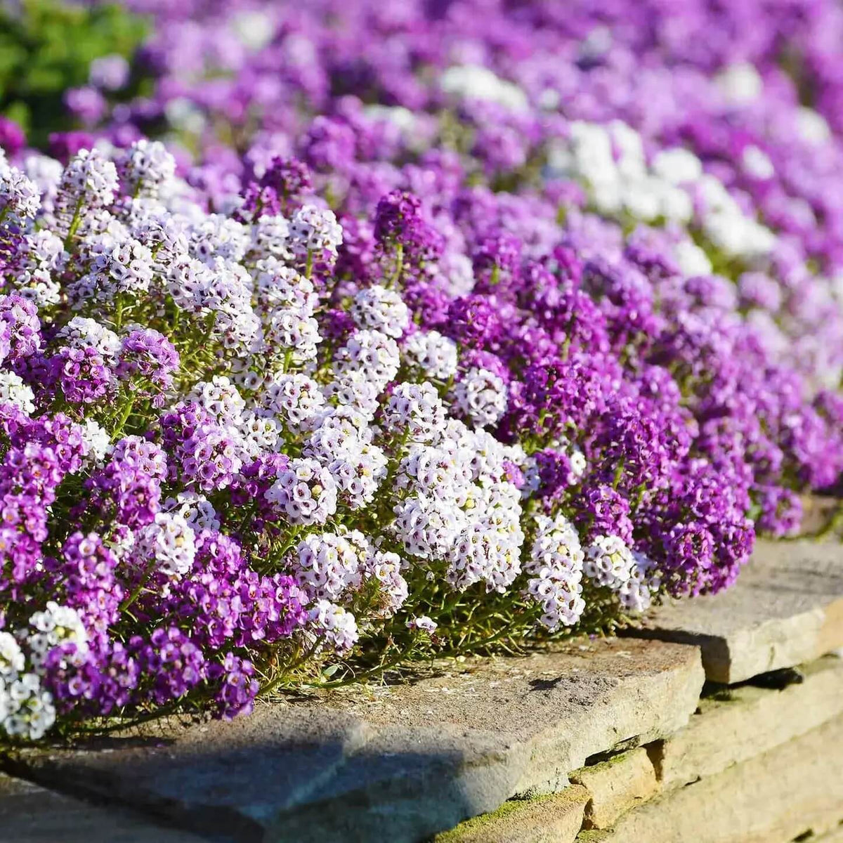 Magic Circles Mixed Alyssum Seeds - Heirloom Flower Garden Seeds for Growing