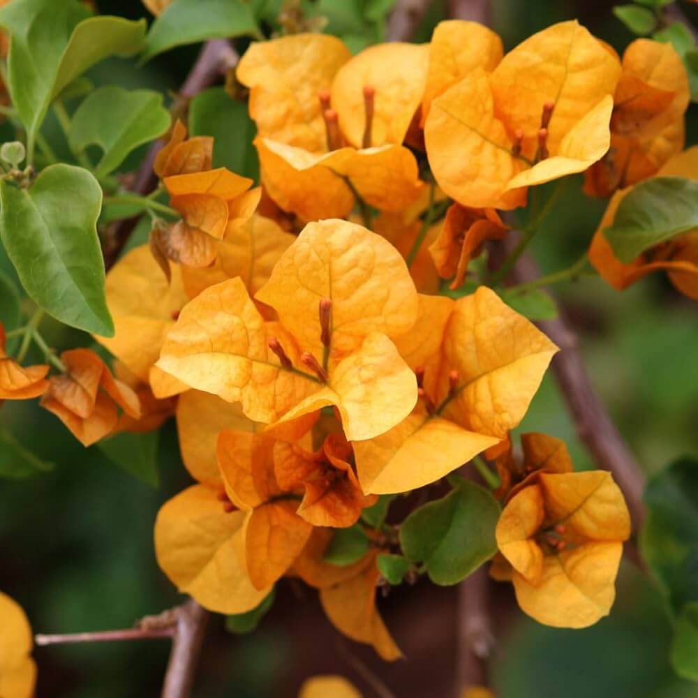 Mahara Orange Bougainvillea Seeds - Heirloom Flower Garden Seeds for Growing