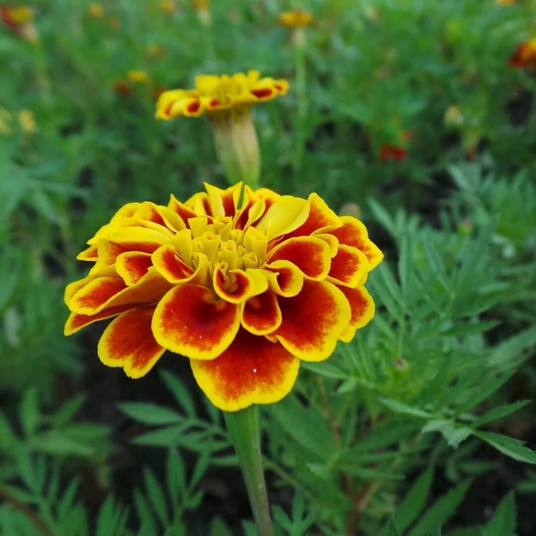 Mahogany with Yellow Marigold Seeds - Heirloom Flower Garden Seeds for Growing
