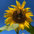 Mammoth Sunflower Seeds - Heirloom Flower Garden Seeds for Growing