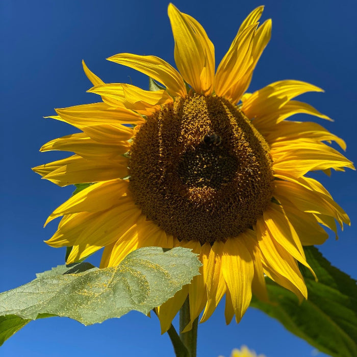 Mammoth Sunflower Seeds - Heirloom Flower Garden Seeds for Growing