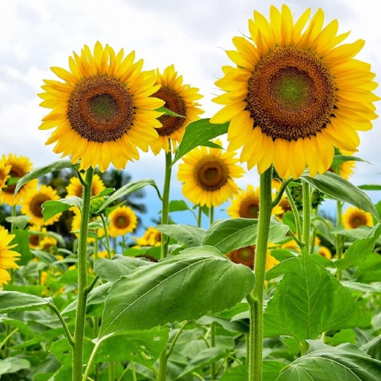 Mammoth Sunflower Seeds - Heirloom Flower Garden Seeds for Growing