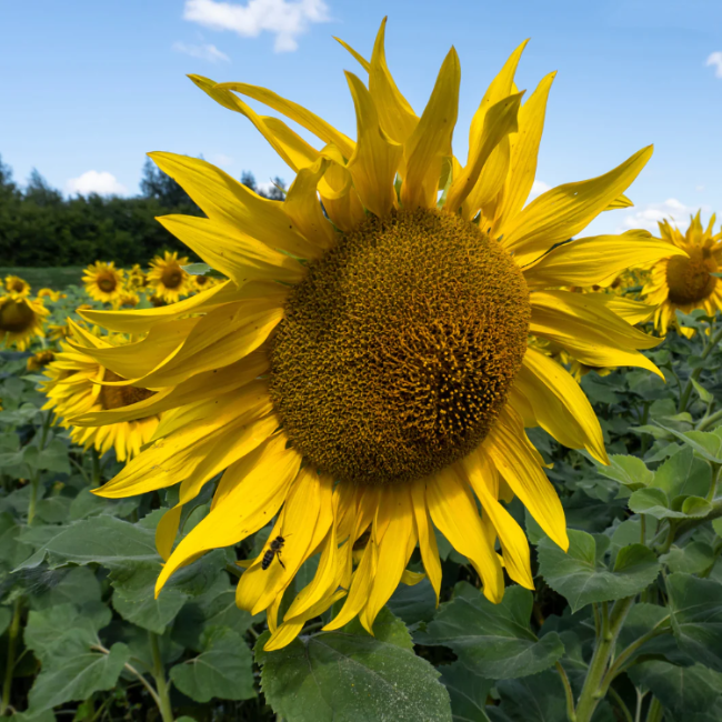 Mammoth Sunflower Seeds - Heirloom Flower Garden Seeds for Growing