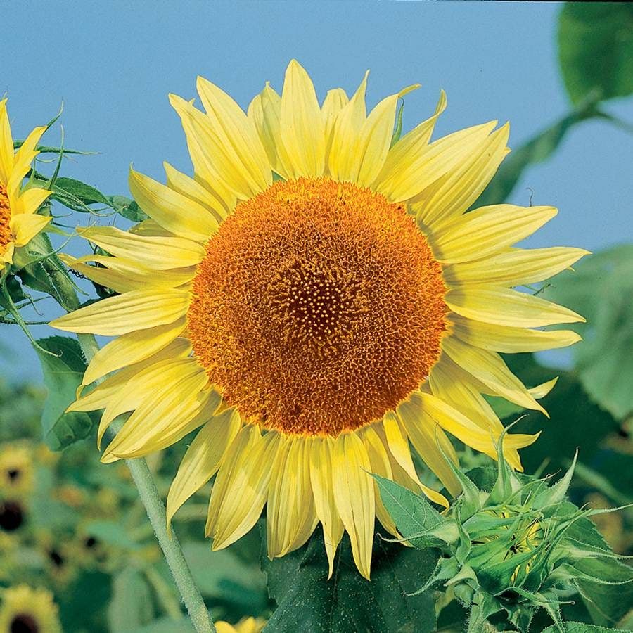 Mammoth Sunflower Seeds - Heirloom Flower Garden Seeds for Growing