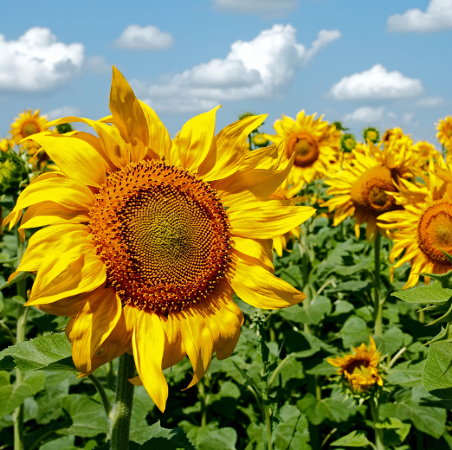 Mammoth Sunflower Seeds - Heirloom Flower Garden Seeds for Growing