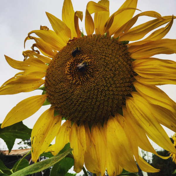 Mammoth Sunflower Seeds - Heirloom Flower Garden Seeds for Growing