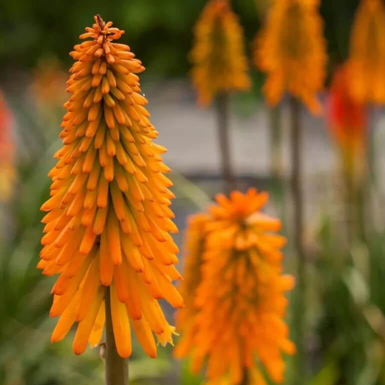 Mango Popsicle Kniphofia Seeds - Heirloom Flower Garden Seeds for Growing