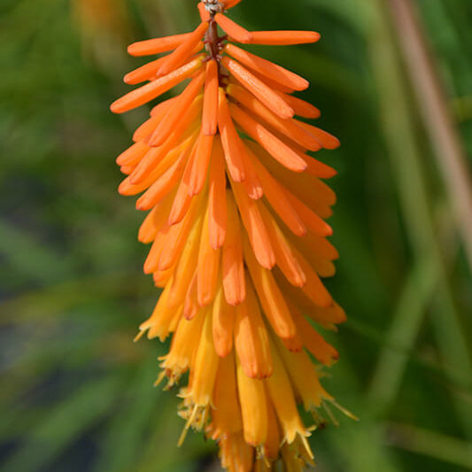 Mango Popsicle Kniphofia Seeds - Heirloom Flower Garden Seeds for Growing