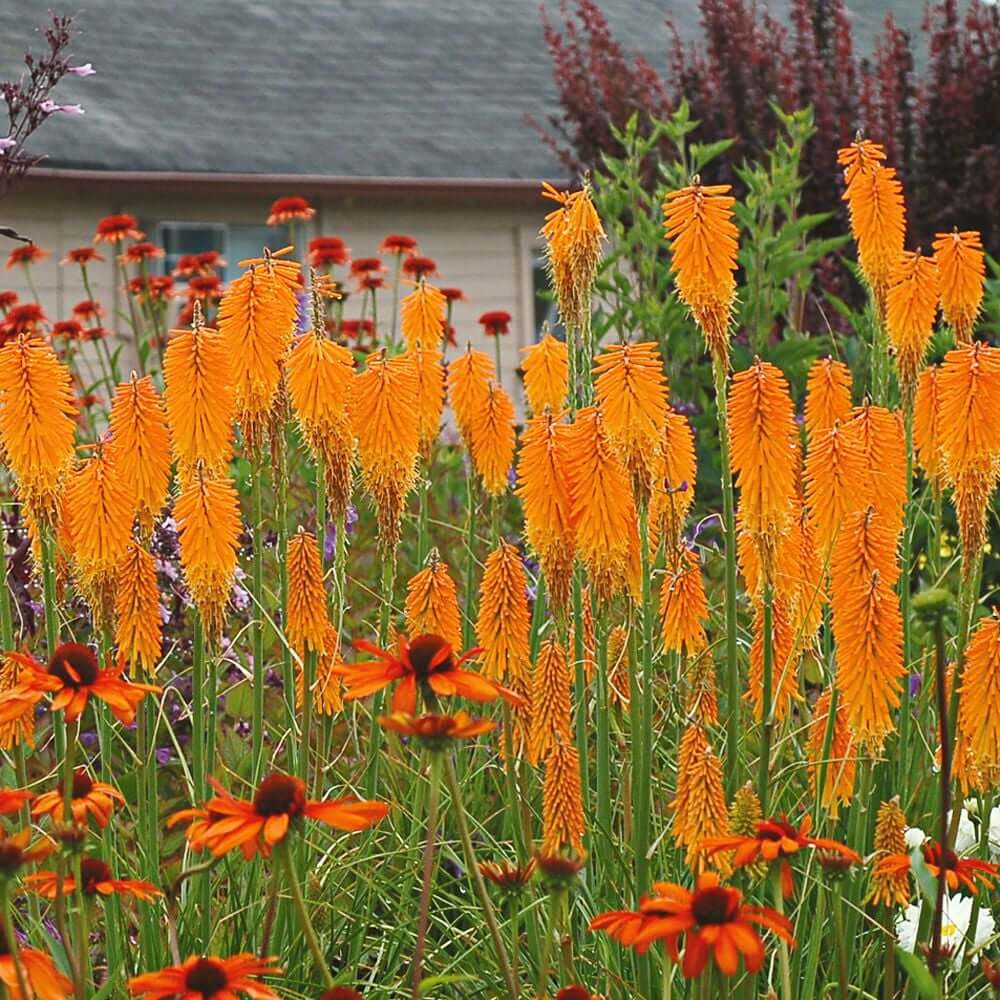 Mango Popsicle Kniphofia Seeds - Heirloom Flower Garden Seeds for Growing