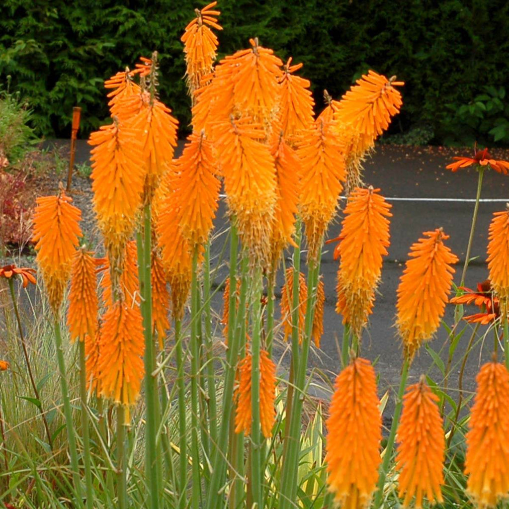 Mango Popsicle Kniphofia Seeds - Heirloom Flower Garden Seeds for Growing