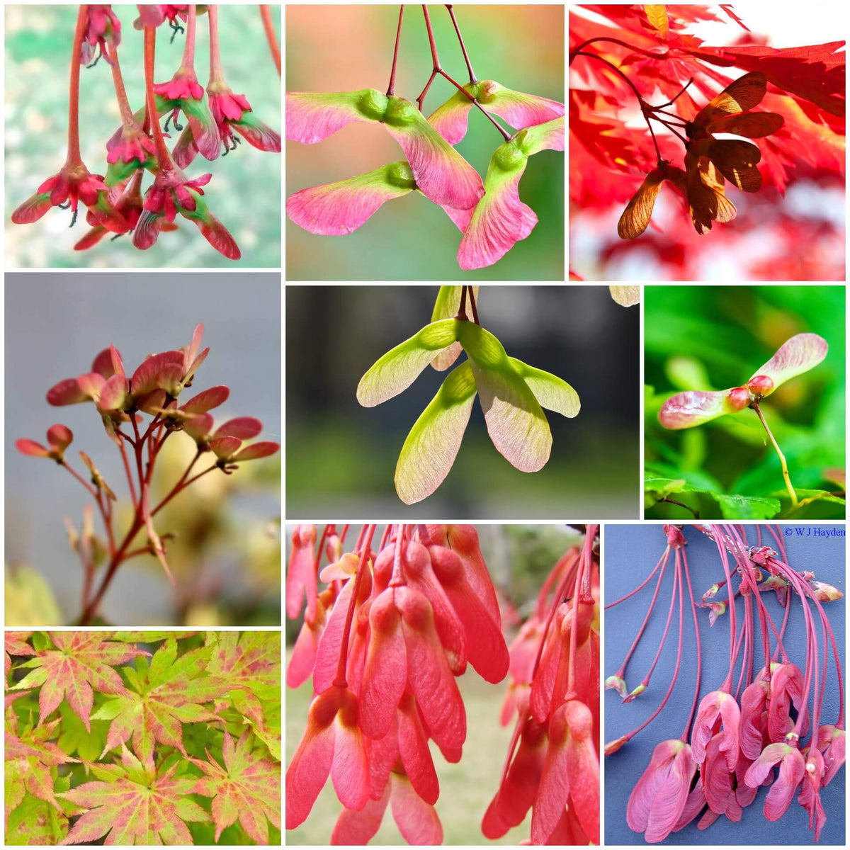 Maple Seeds - Mixed Garden Seeds for Growing