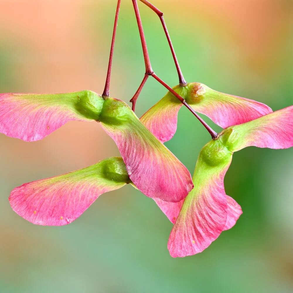 Maple Seeds - Mixed Garden Seeds for Growing
