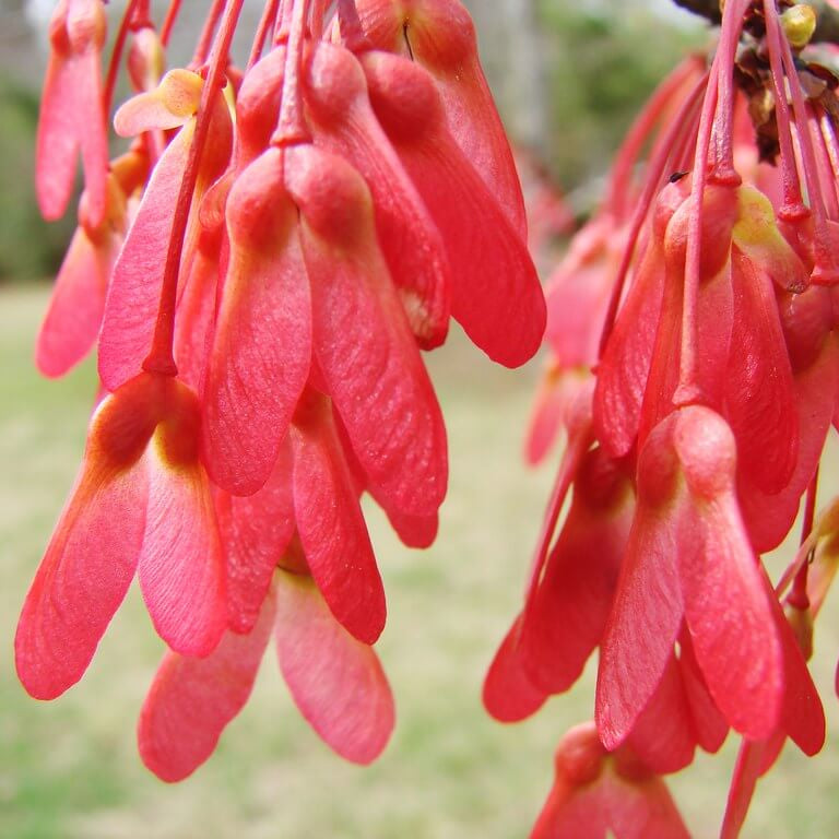 Maple Seeds - Mixed Garden Seeds for Growing