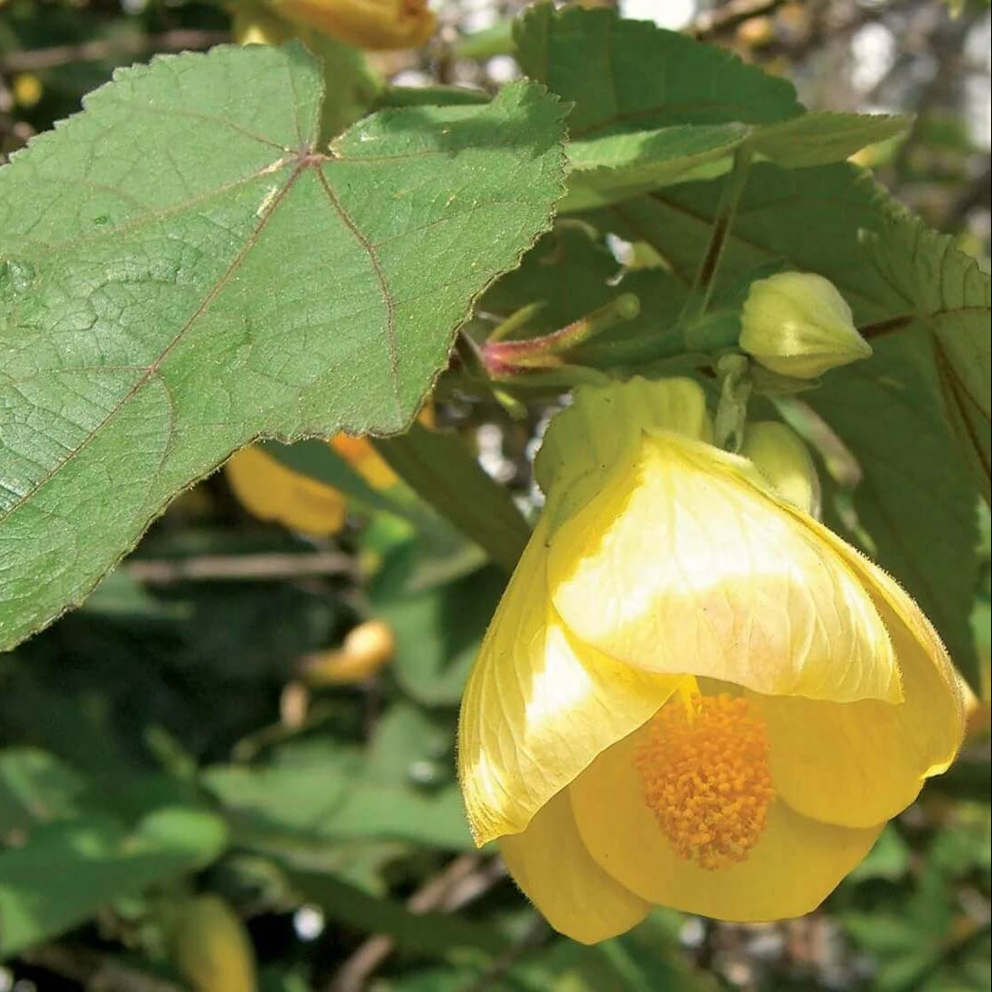 Maple Seeds - Mixed Garden Seeds for Growing