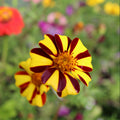Marigold Mr Majestic Seeds - Heirloom Flower Garden Seeds for Growing