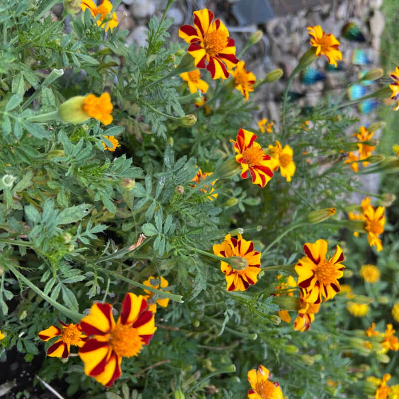 Marigold Mr Majestic Seeds - Heirloom Flower Garden Seeds for Growing
