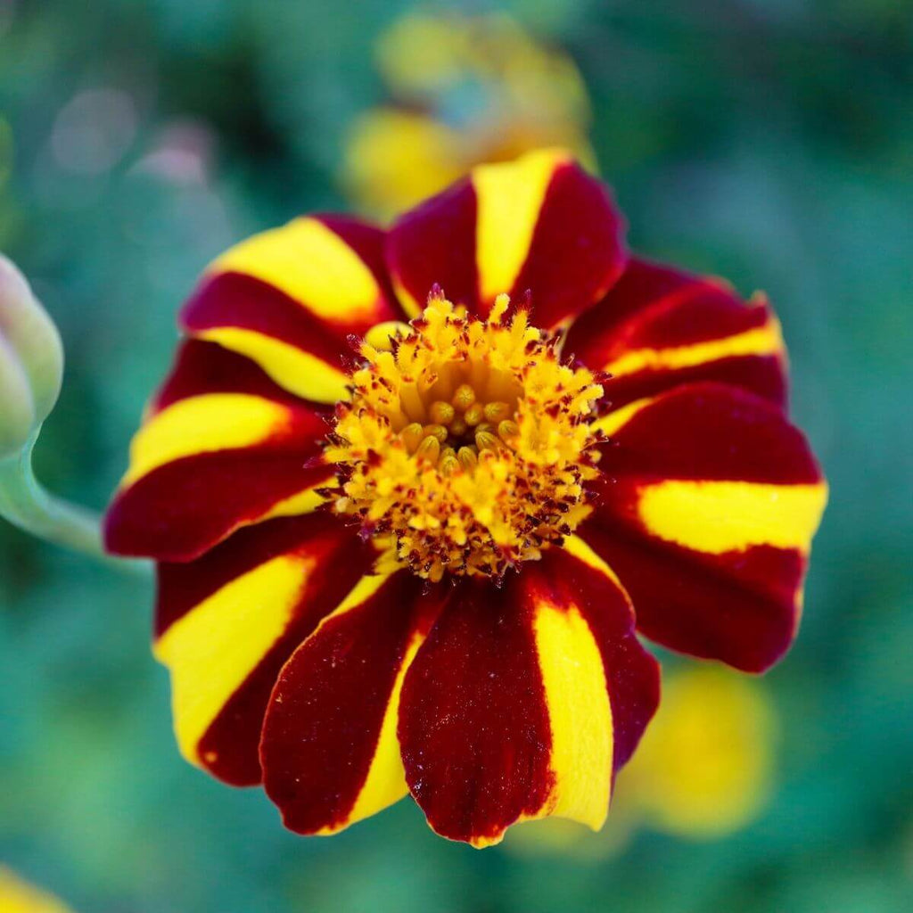 Marigold Mr Majestic Seeds - Heirloom Flower Garden Seeds for Growing