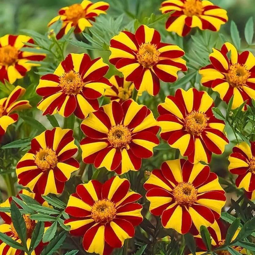 Marigold Mr Majestic Seeds - Heirloom Flower Garden Seeds for Growing