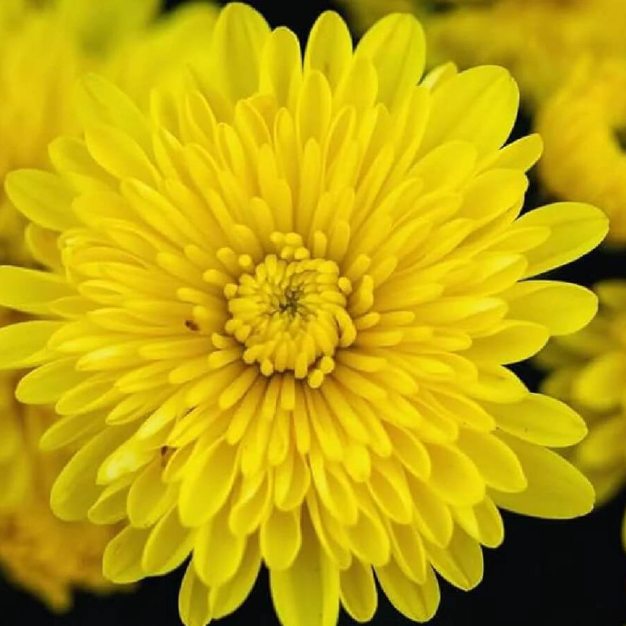 Marigold chrysanthemum Seeds - Heirloom Flower Garden Seeds for Growing